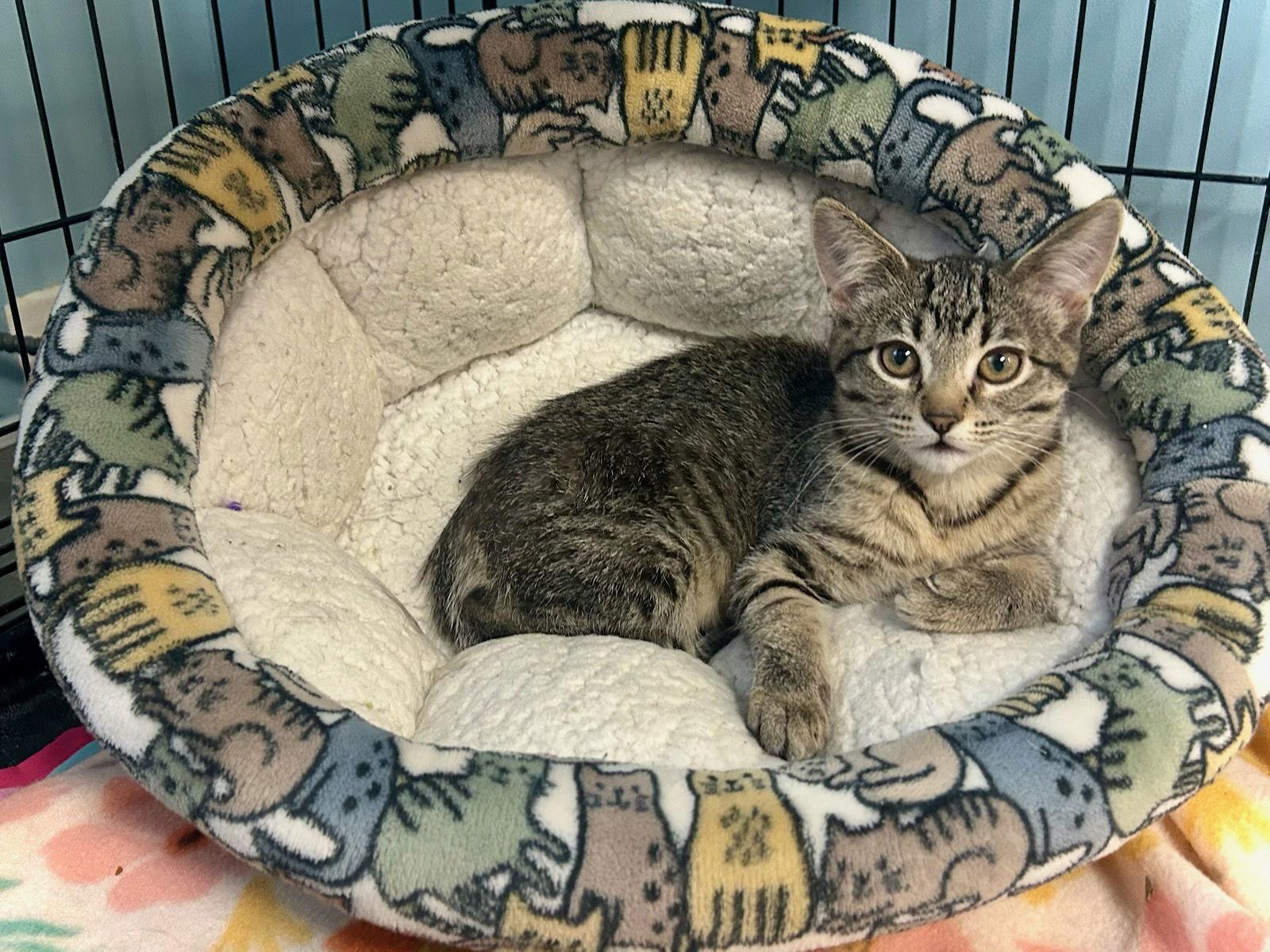 Schatzie — thumbnail 3