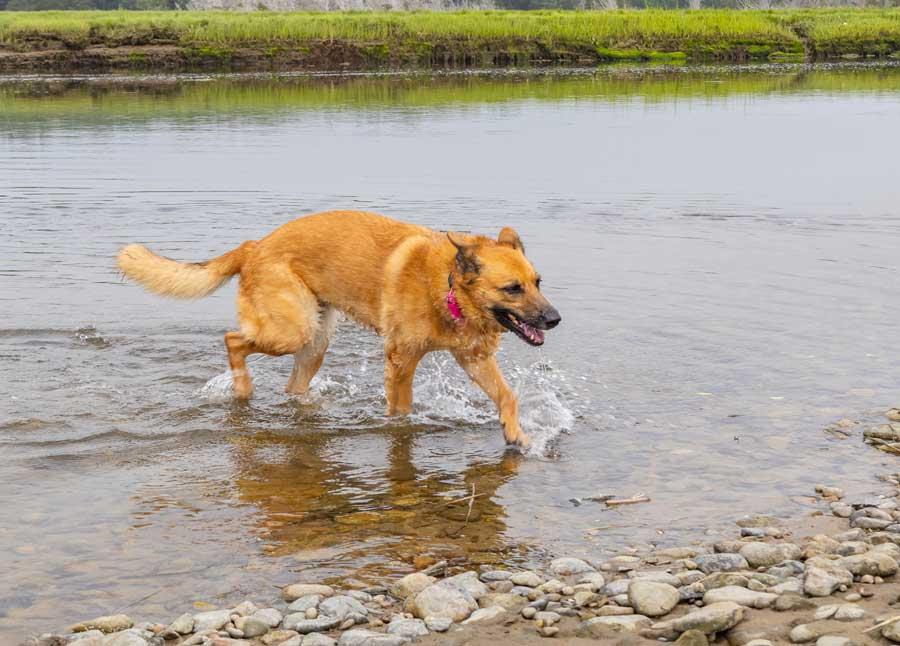 Kiba, a ADOPTABLE German Shepherd Dog in Wayland, MA image 4/5