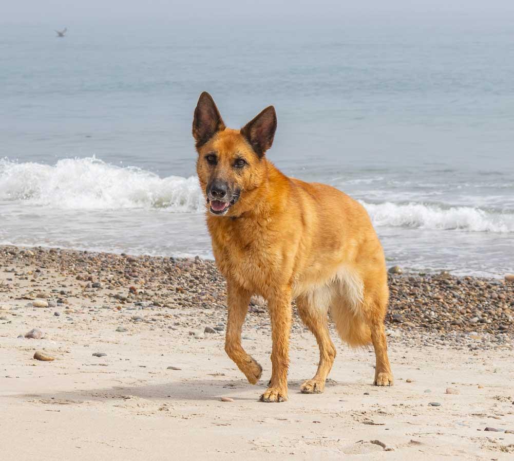 Kiba, a ADOPTABLE German Shepherd Dog in Wayland, MA image 5/5