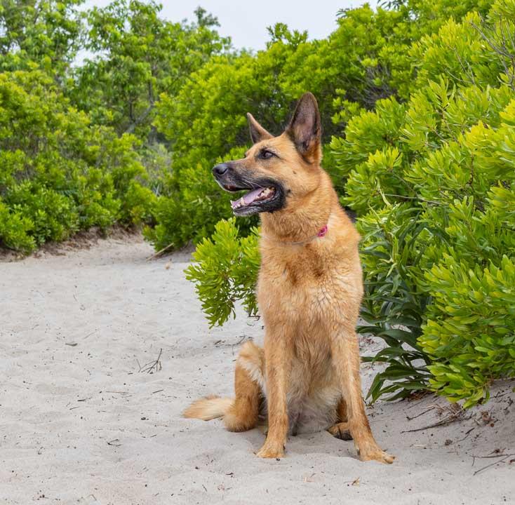 Kiba, a ADOPTABLE German Shepherd Dog in Wayland, MA image 3/5