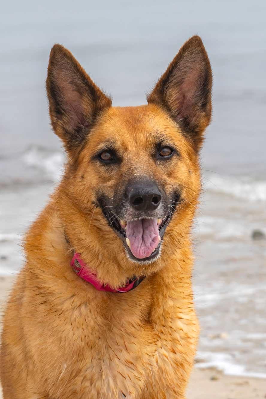 Kiba, ADOPTABLE, Senior Female German Shepherd Dog.