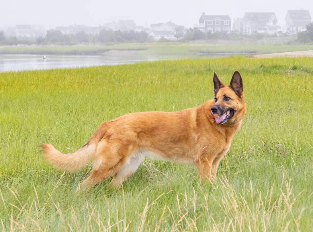 Kiba, a ADOPTABLE German Shepherd Dog in Wayland, MA image 2/5