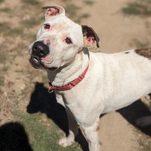 Enlarge Zeus, a Adoptable mixed breed in Mountain Center, CA image 2/5