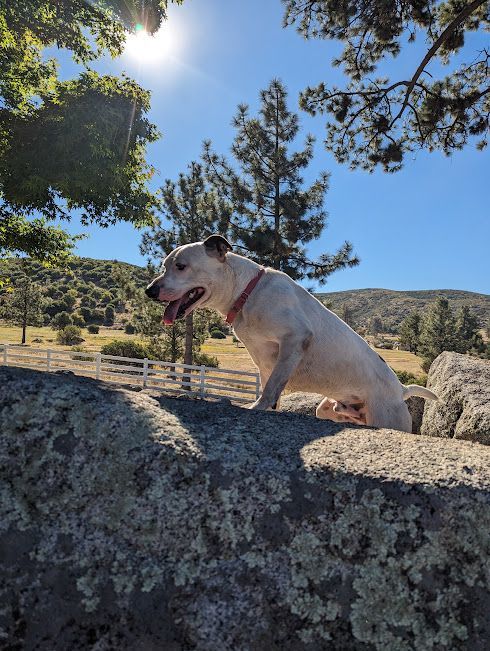Enlarge Zeus, a Adoptable mixed breed in Mountain Center, CA image 3/5