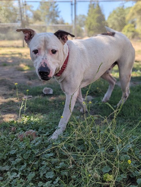 Enlarge Zeus, a Adoptable mixed breed in Mountain Center, CA image 4/5