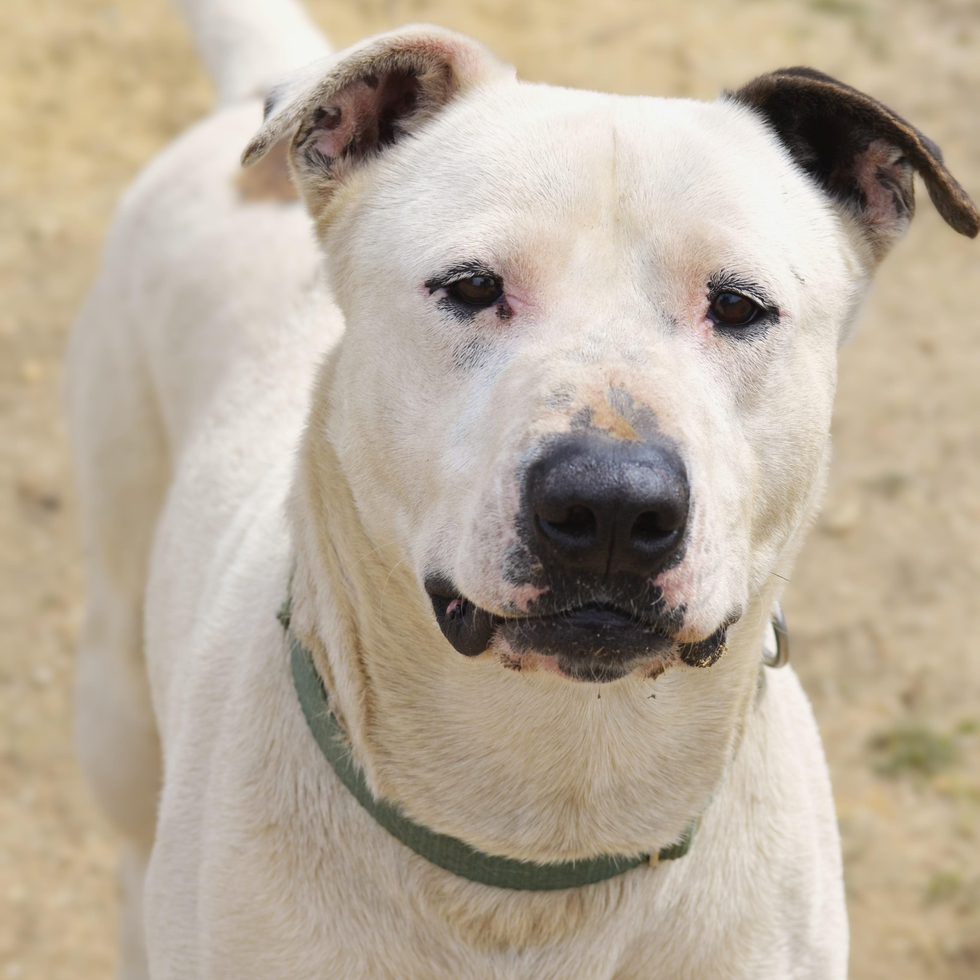 Enlarge Zeus, a Adoptable mixed breed in Mountain Center, CA image 1/5