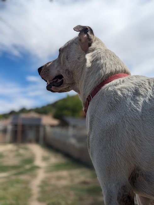 Enlarge Zeus, a Adoptable mixed breed in Mountain Center, CA image 5/5