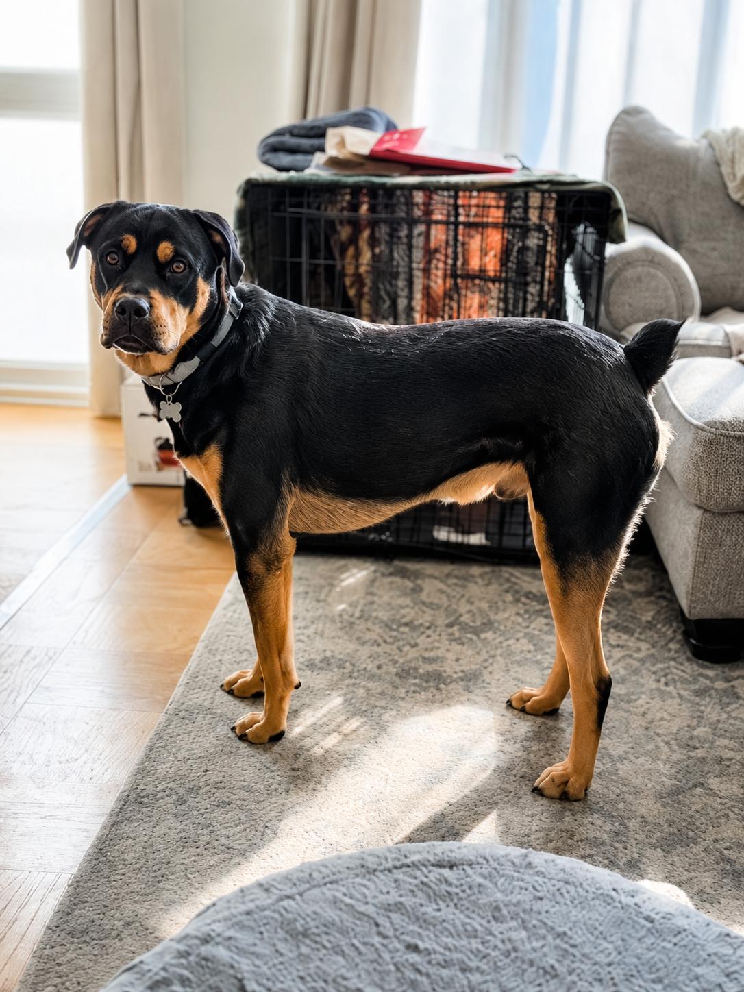 Brunos adoption fee has been fully sponsored, a ADOPTABLE mixed breed in Columbia, MD image 1/2