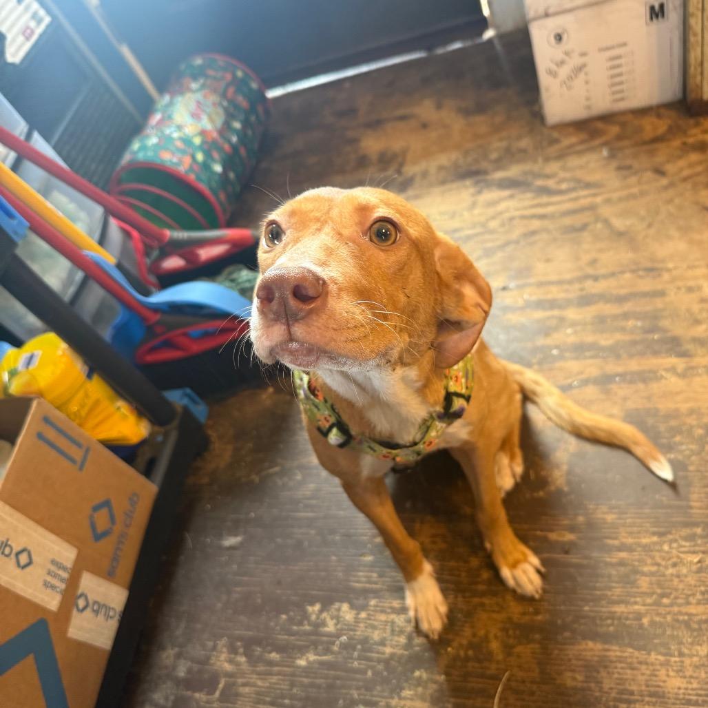 Enlarge Odette (Odie) 050201A, a Adoptable mixed breed in Amory, MS image 3/5