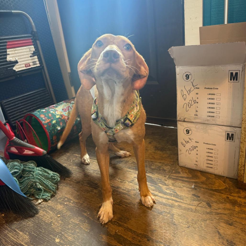 Enlarge Odette (Odie) 050201A, a Adoptable mixed breed in Amory, MS image 4/5