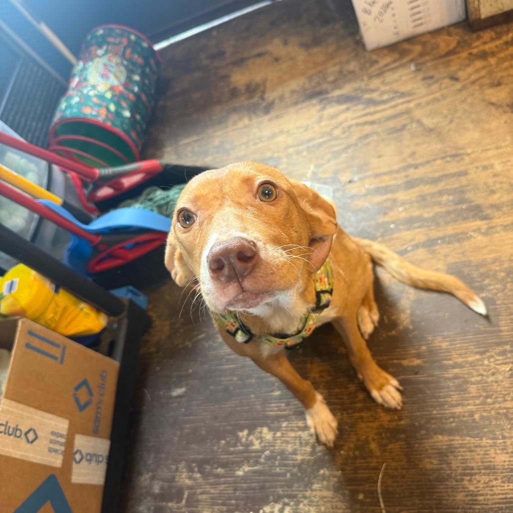 Enlarge Odette (Odie) 050201A, a Adoptable mixed breed in Amory, MS image 5/5