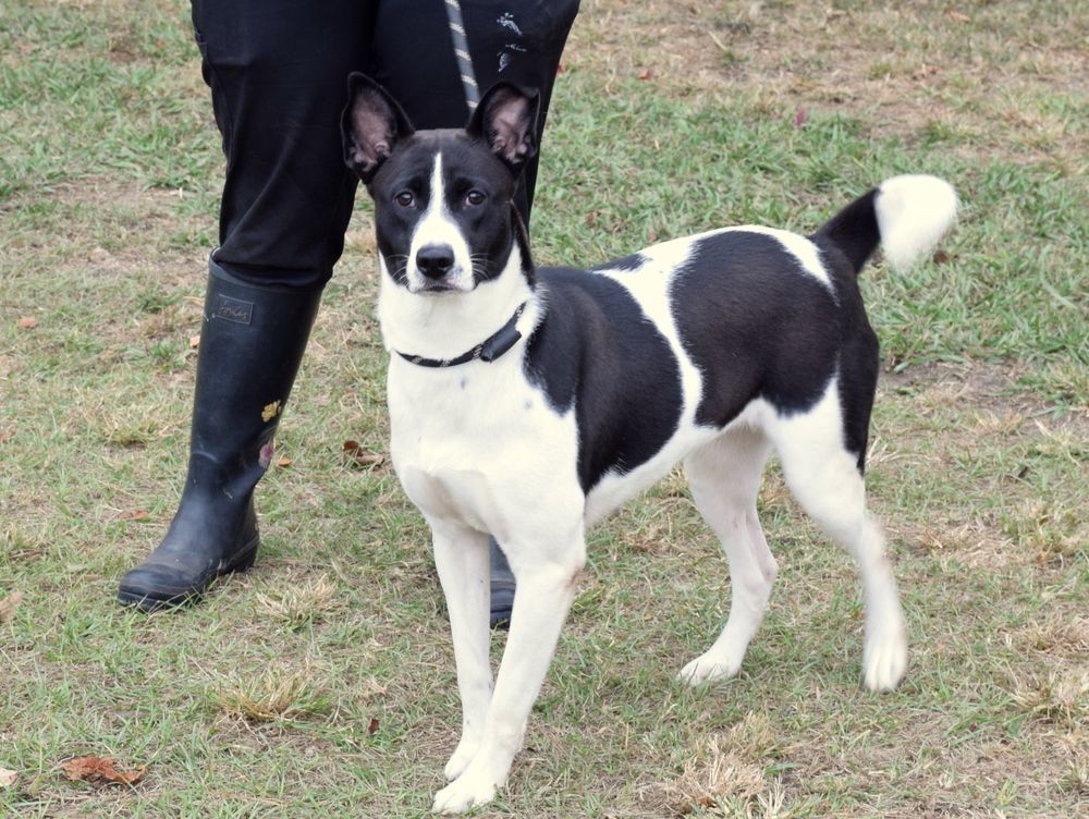 Enlarge Mandy, a Adoptable mixed breed in Anniston, AL image 3/5