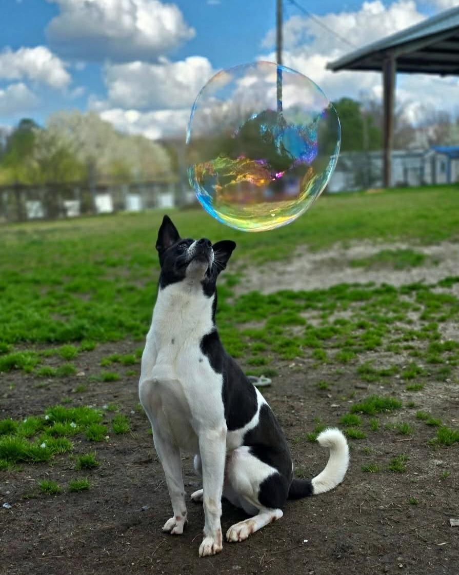 Enlarge Mandy, a Adoptable mixed breed in Anniston, AL image 2/6