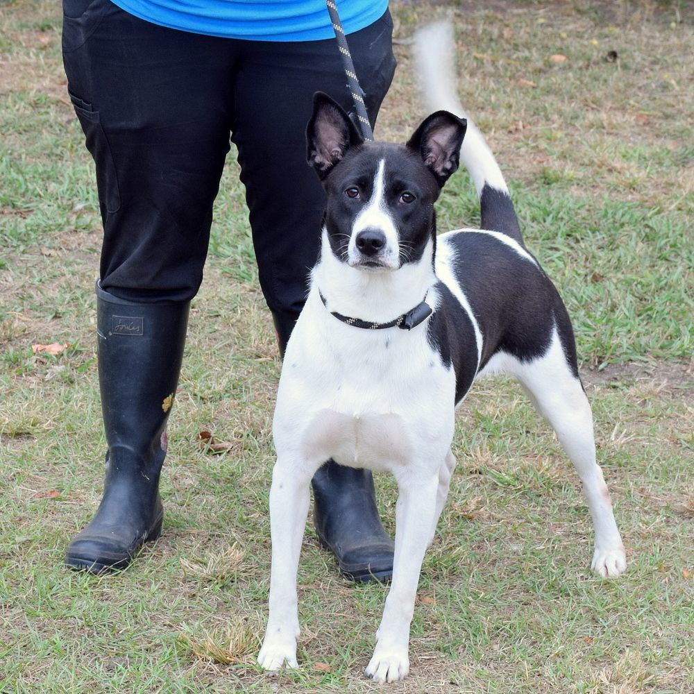 Enlarge Mandy, a Adoptable mixed breed in Anniston, AL image 4/5