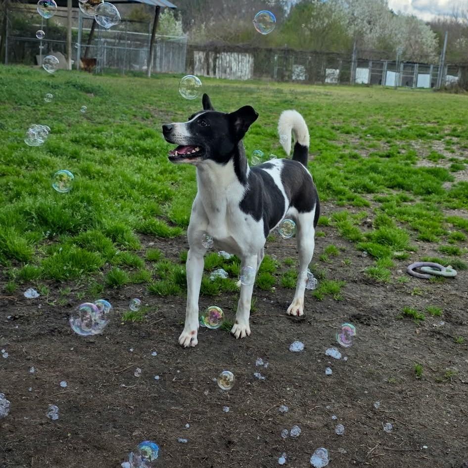 Enlarge Mandy, a Adoptable mixed breed in Anniston, AL image 3/6