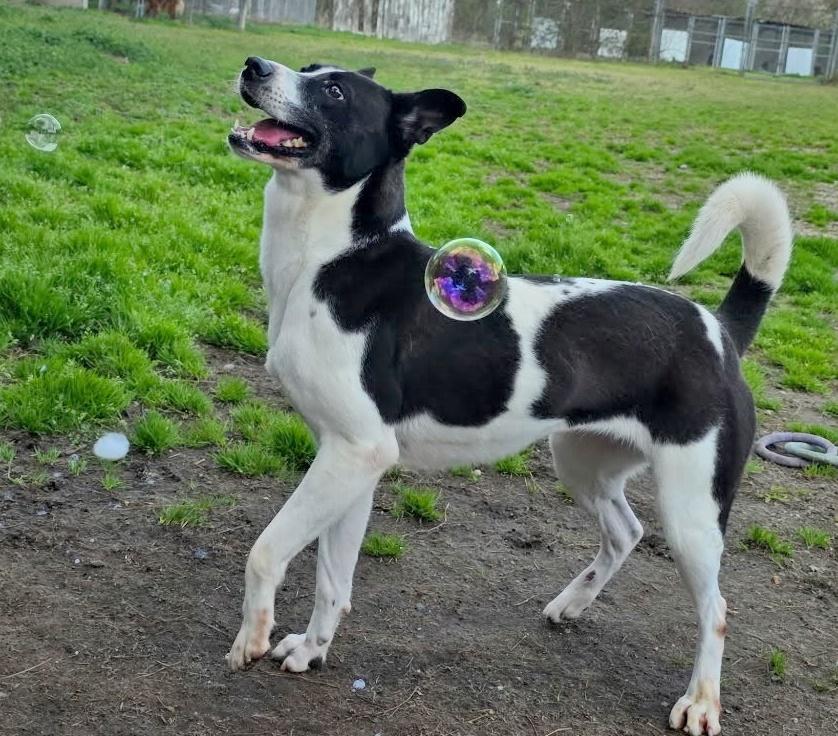 Mandy, Adoptable, Adult Female Canaan Dog & Pointer.
