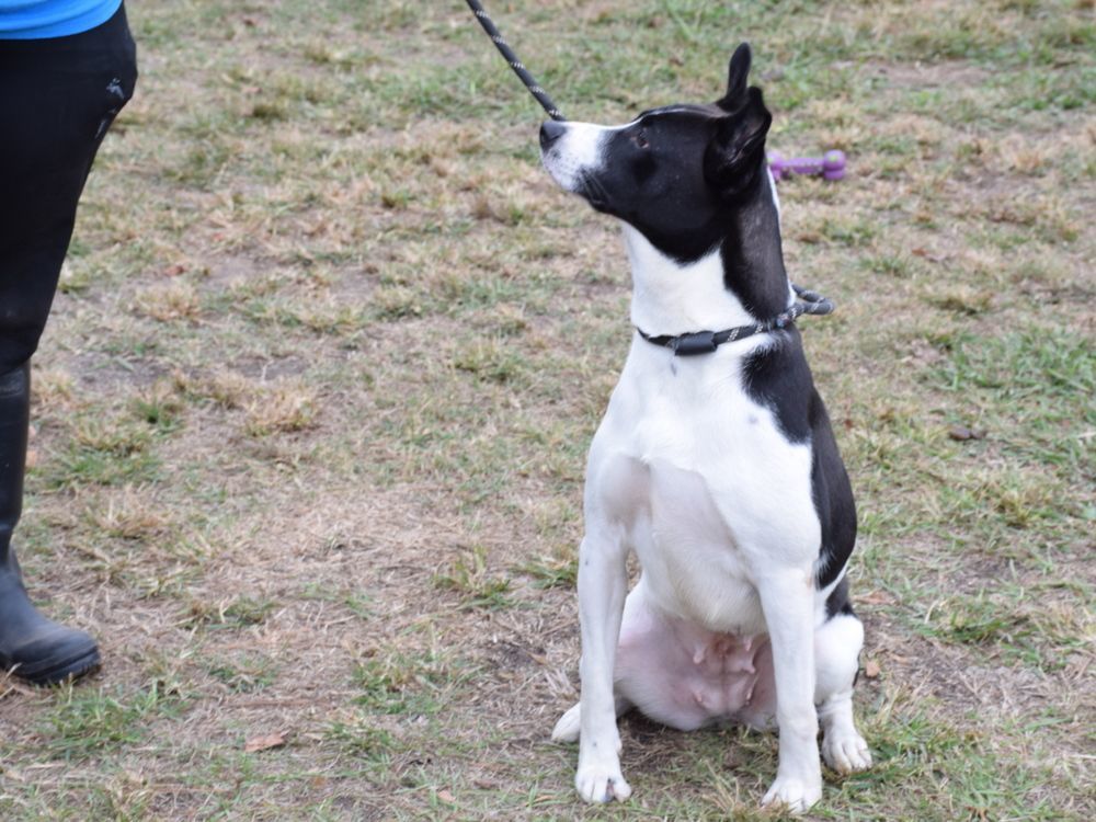 Enlarge Mandy, a Adoptable mixed breed in Anniston, AL image 5/5