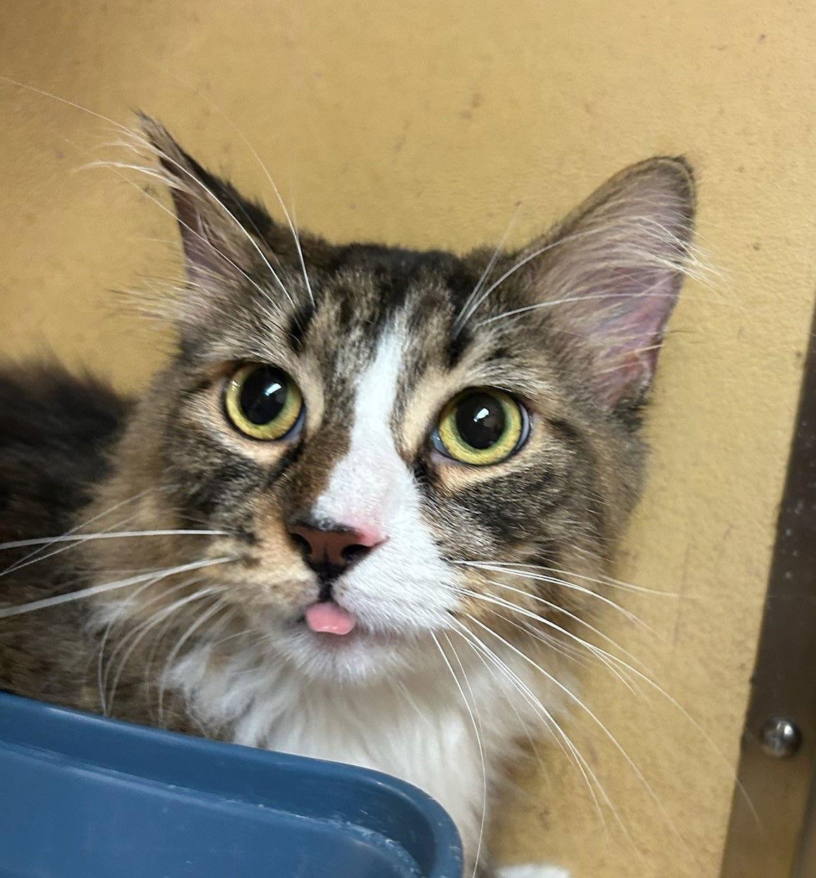 Wilma, a Adopted Domestic Long Hair in Wheaton, IL image 1/3