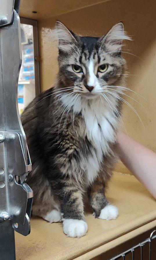Wilma, a Adopted Domestic Long Hair in Wheaton, IL image 3/3