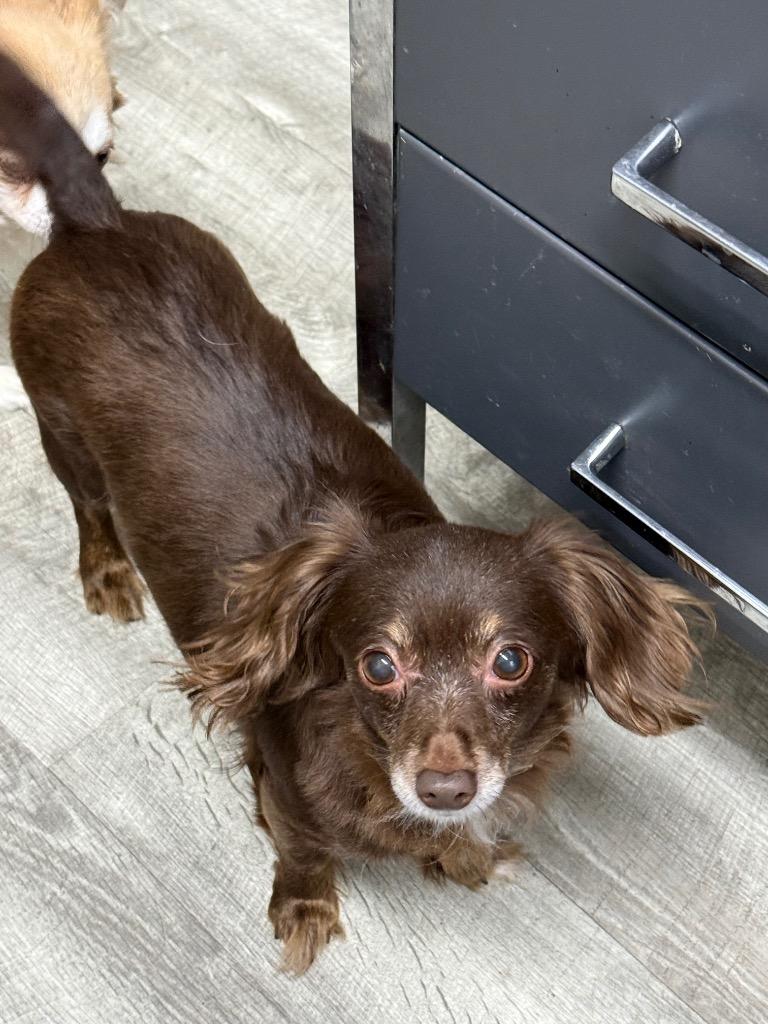 Carly, Adoptable, Adult Female Chihuahua & Mixed Breed.