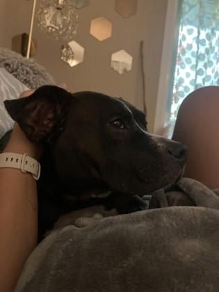 Potassium, Adoptable, Adult Female Mixed Breed & Mixed Breed.