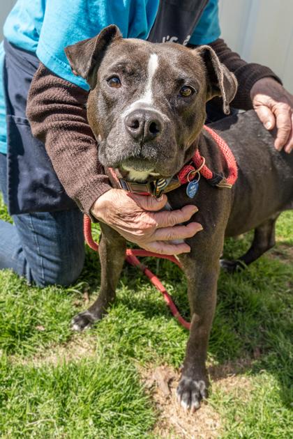 Potassium, Adoptable, Adult Female Mixed Breed & Mixed Breed.