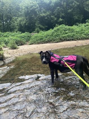 Potassium, a Adoptable Mixed Breed in Chamblee, GA image 2/3