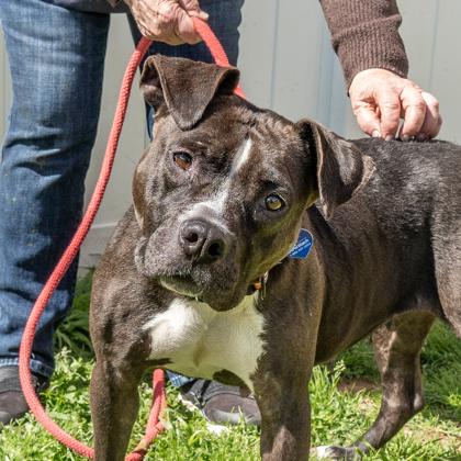 Enlarge Potassium - IN FOSTER, a Adoptable Mixed Breed in Chamblee, GA image 3/3