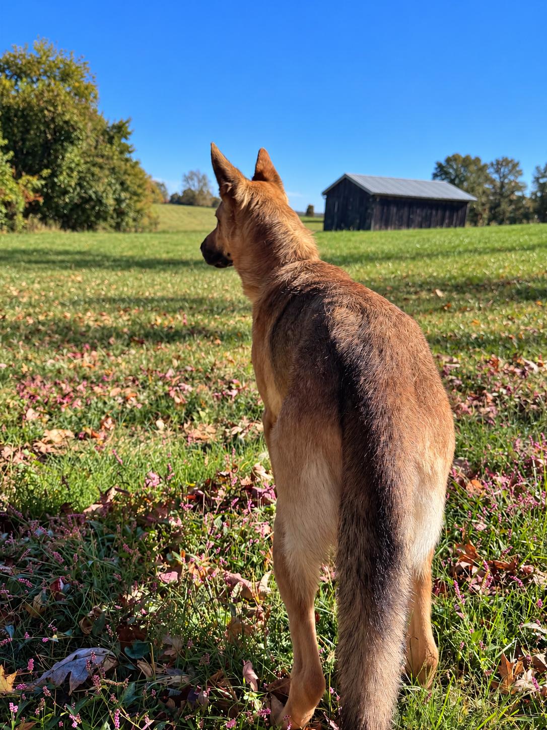 Enlarge Sunny, a Adoptable German Shepherd Dog in Chesterfield, MO image 3/5