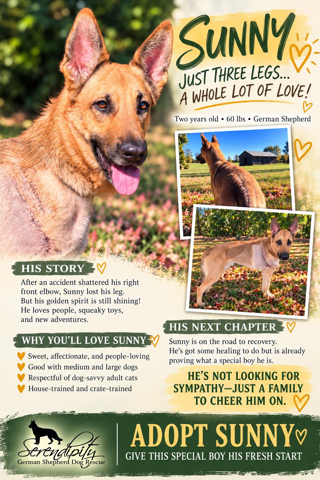 Enlarge Sunny, a Adoptable German Shepherd Dog in Chesterfield, MO image 5/5