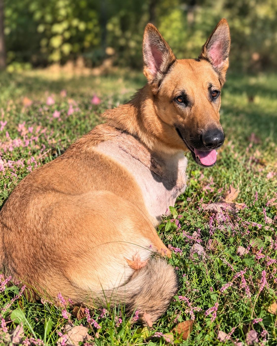 Enlarge Sunny, a Adoptable German Shepherd Dog in Chesterfield, MO image 4/5