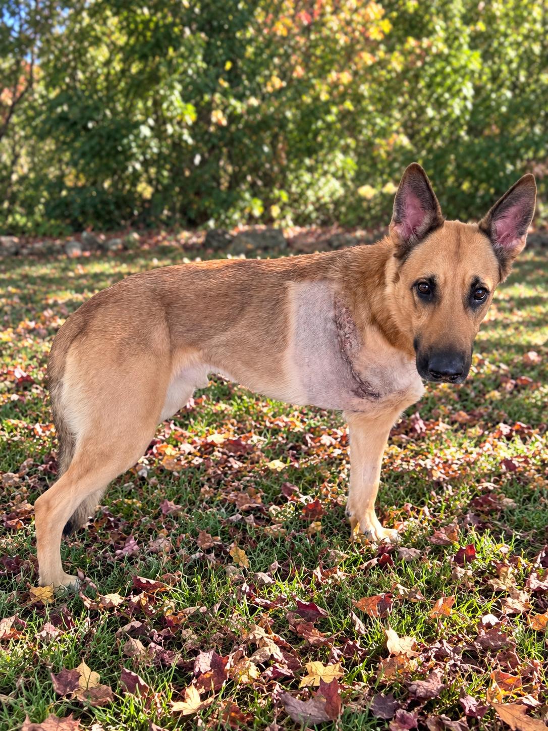 Enlarge Sunny, a Adoptable German Shepherd Dog in Chesterfield, MO image 2/5