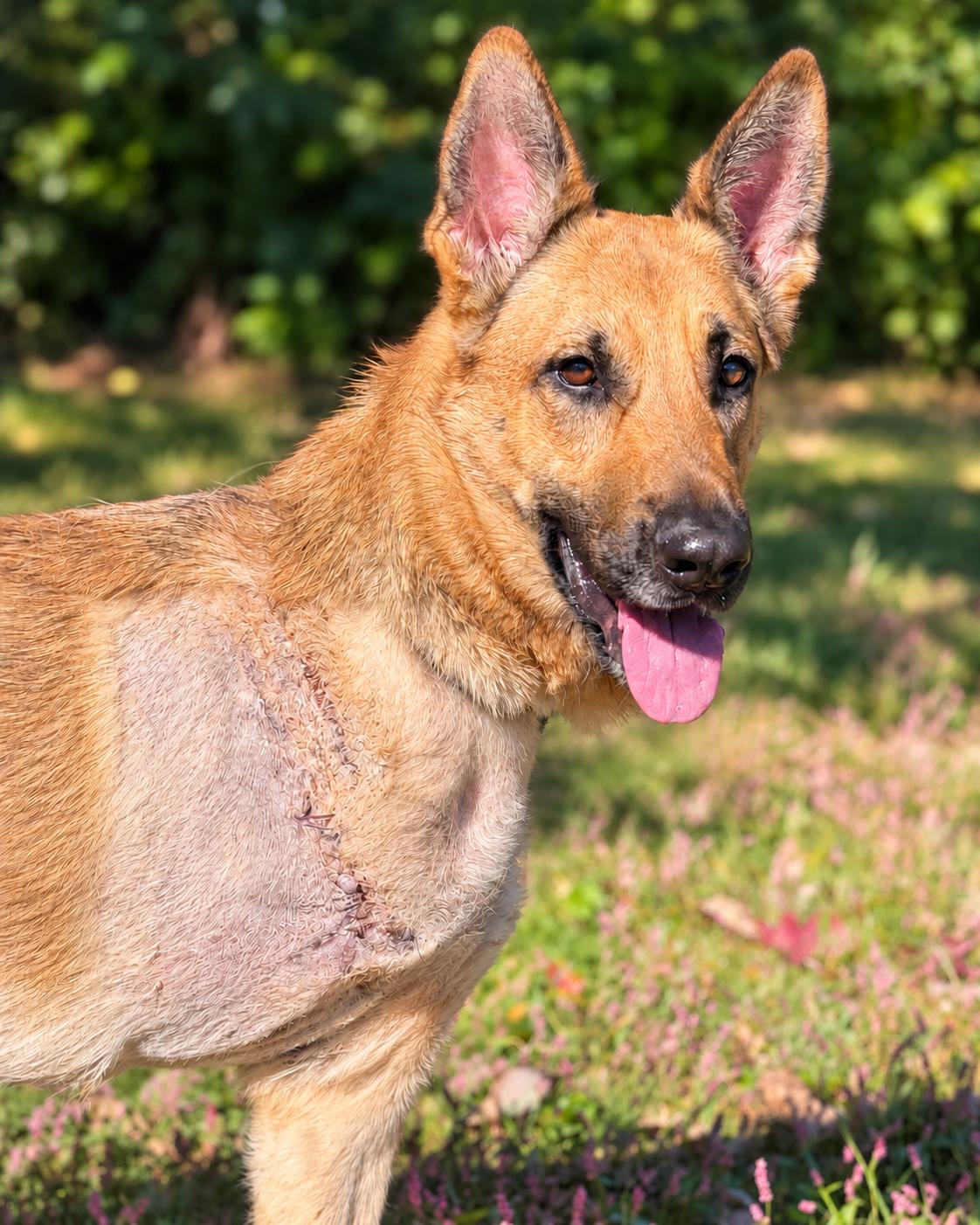 Sunny, Adoptable, Young Male German Shepherd Dog.