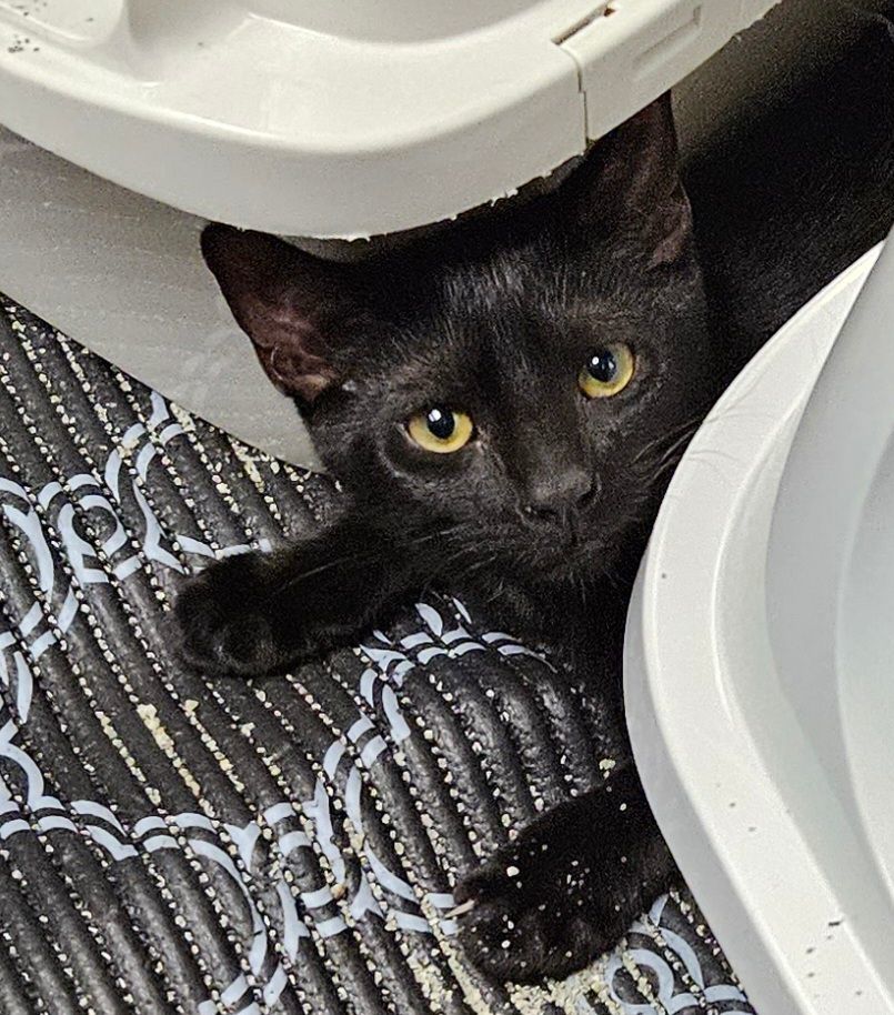 Magic, Adopted, Young Male Domestic Short Hair.