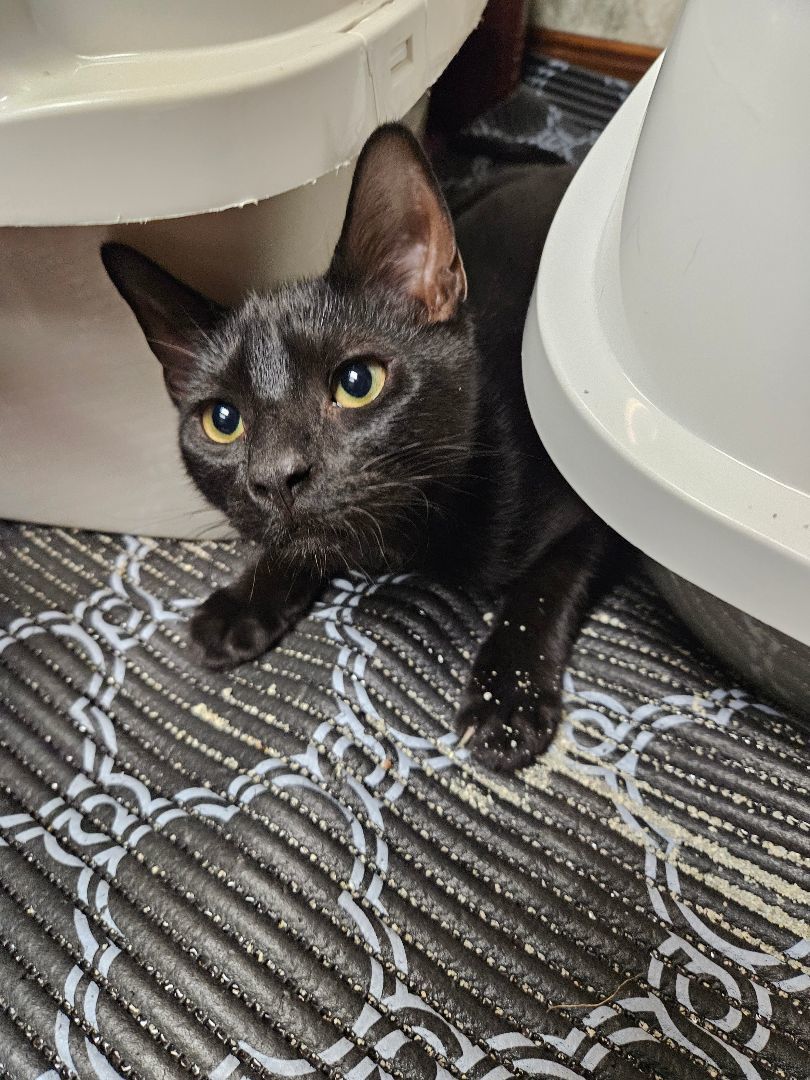 Magic, a Adopted mixed breed image 2/4