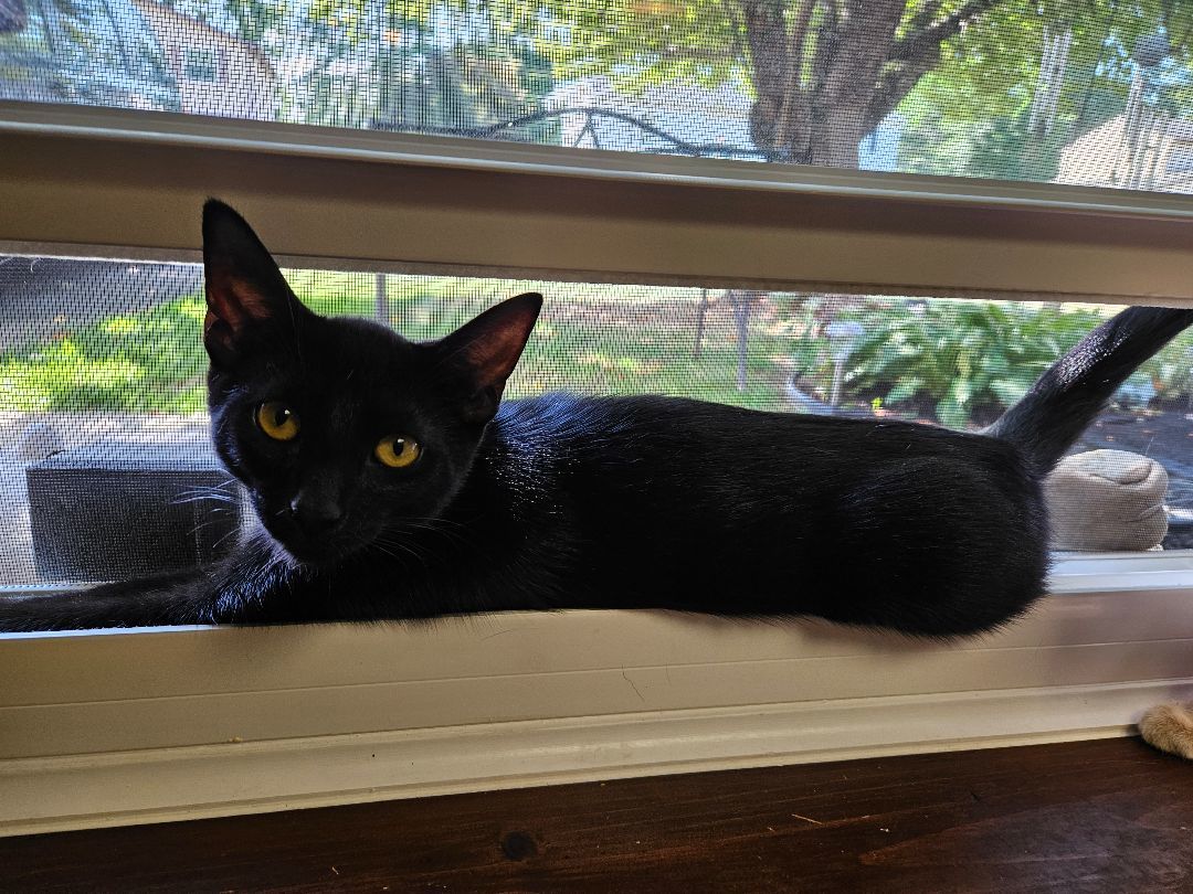 Magic, a Adopted mixed breed image 3/4