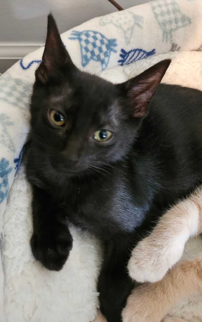 Magic, a Adopted mixed breed image 4/4