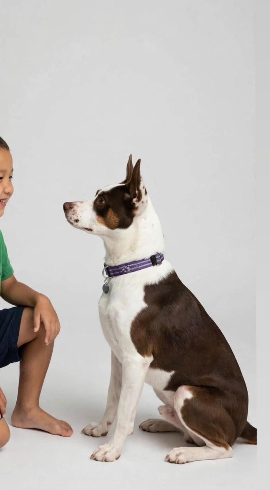 Enlarge Murph, a Adoptable mixed breed in Oaklyn, NJ , NJ image 5/5