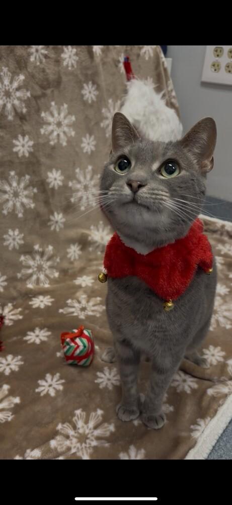 Enlarge Valarr, a Adoptable Domestic Short Hair in Raleigh, NC image 1/3