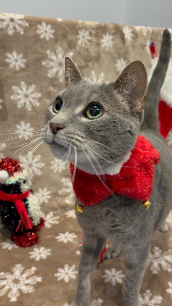 Valarr, Adoptable, Kitten Male Domestic Short Hair.