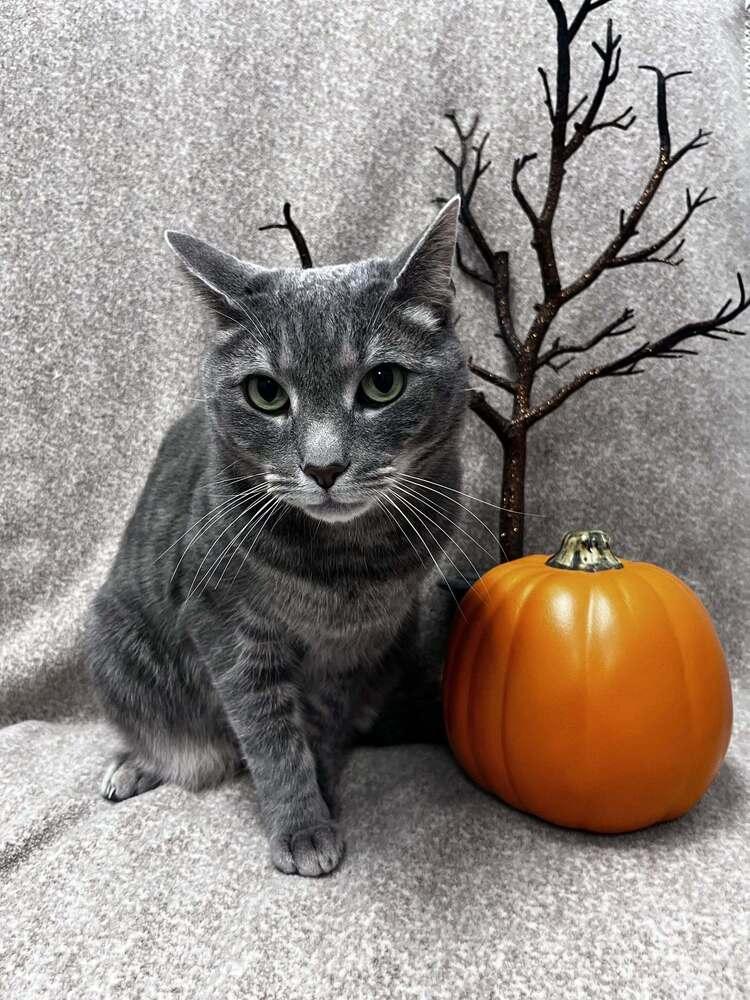 Valarr, Adoptable, Adult Male Domestic Short Hair.