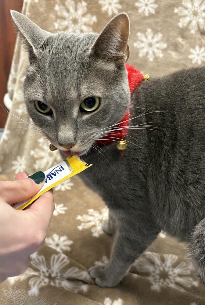 Enlarge Valarr, a Adoptable Domestic Short Hair in Raleigh, NC image 3/3