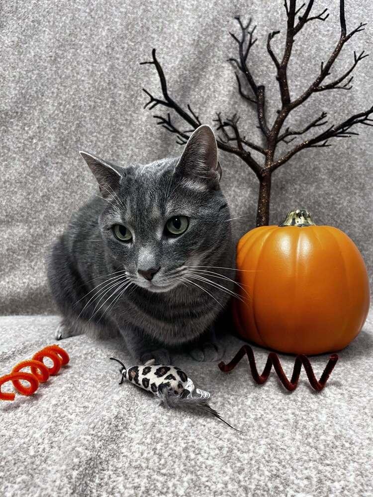 Enlarge Valarr, a Adoptable Domestic Short Hair in Raleigh, NC image 2/3