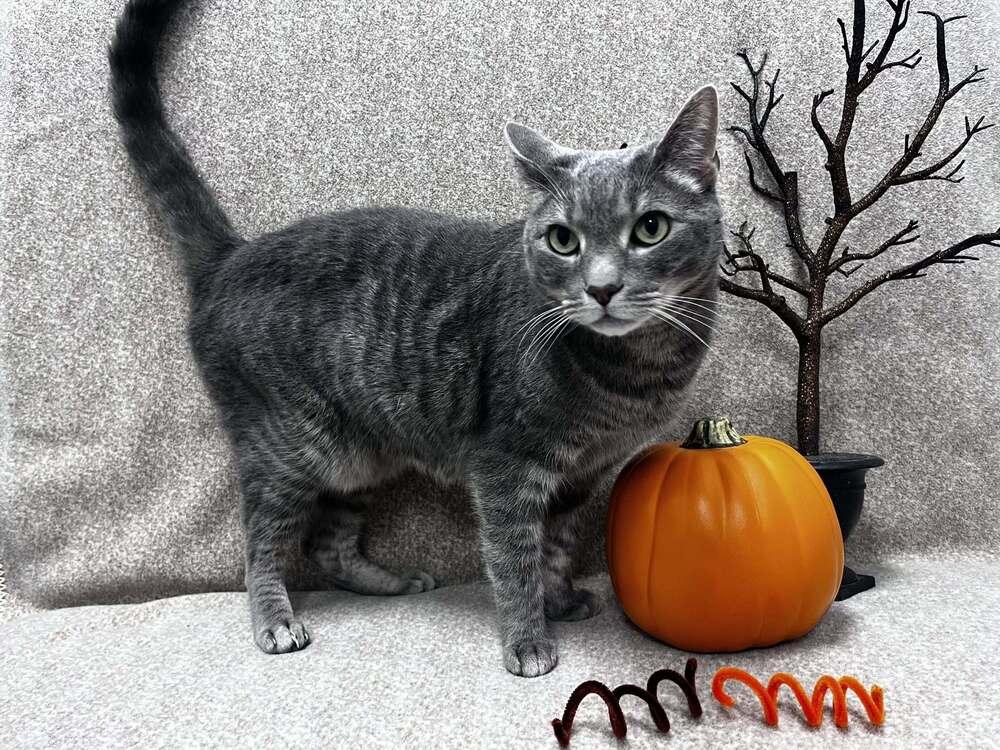 Enlarge Valarr, a Adoptable Domestic Short Hair in Raleigh, NC image 3/3