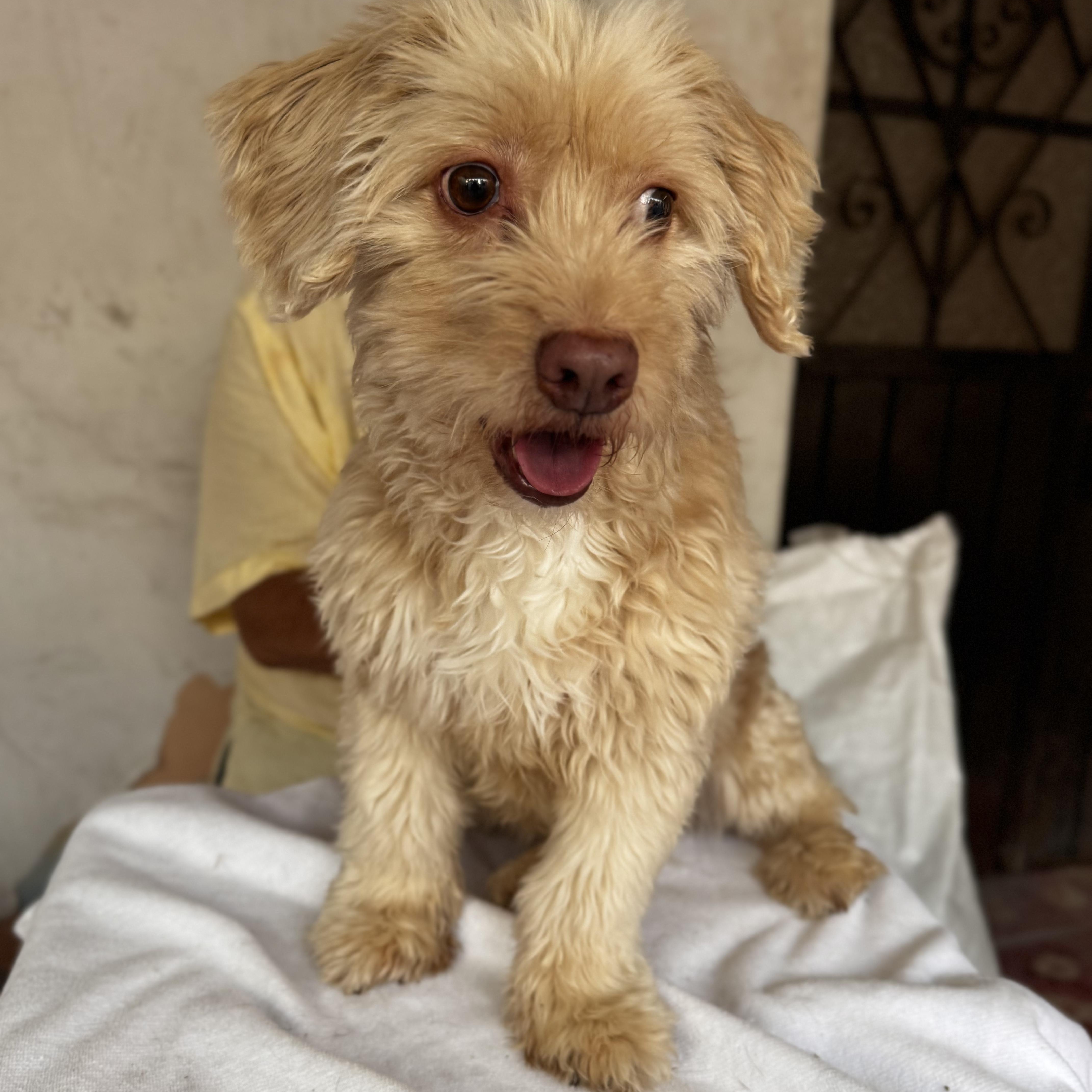 Enlarge Greta, an adopted mixed breed in Brattleboro, VT image 4/6