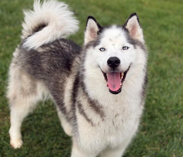 Enlarge STORM, a Adoptable Alaskan Malamute in Fairfield, CA image 1/1
