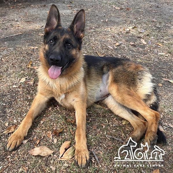 Enlarge ICEY, a Adoptable German Shepherd Dog in Irvine, CA image 1/1