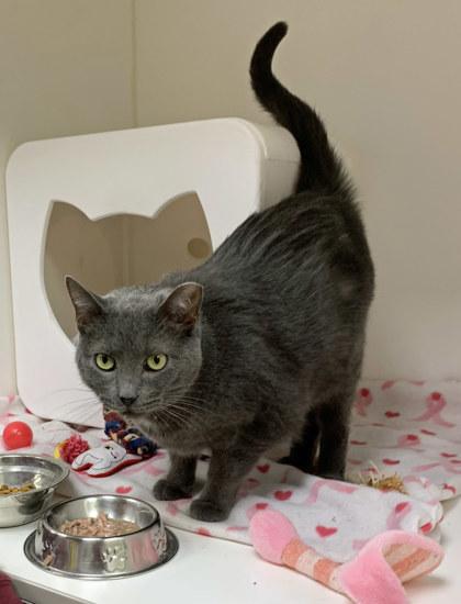 Sprinkles (in foster) — thumbnail 2