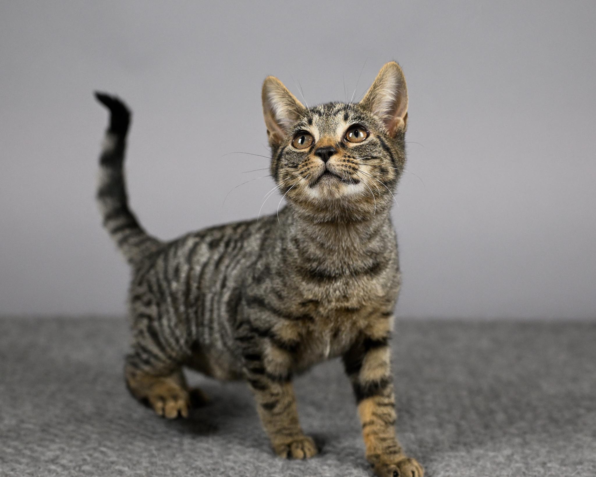 Sable, Young Female Domestic Short Hair
