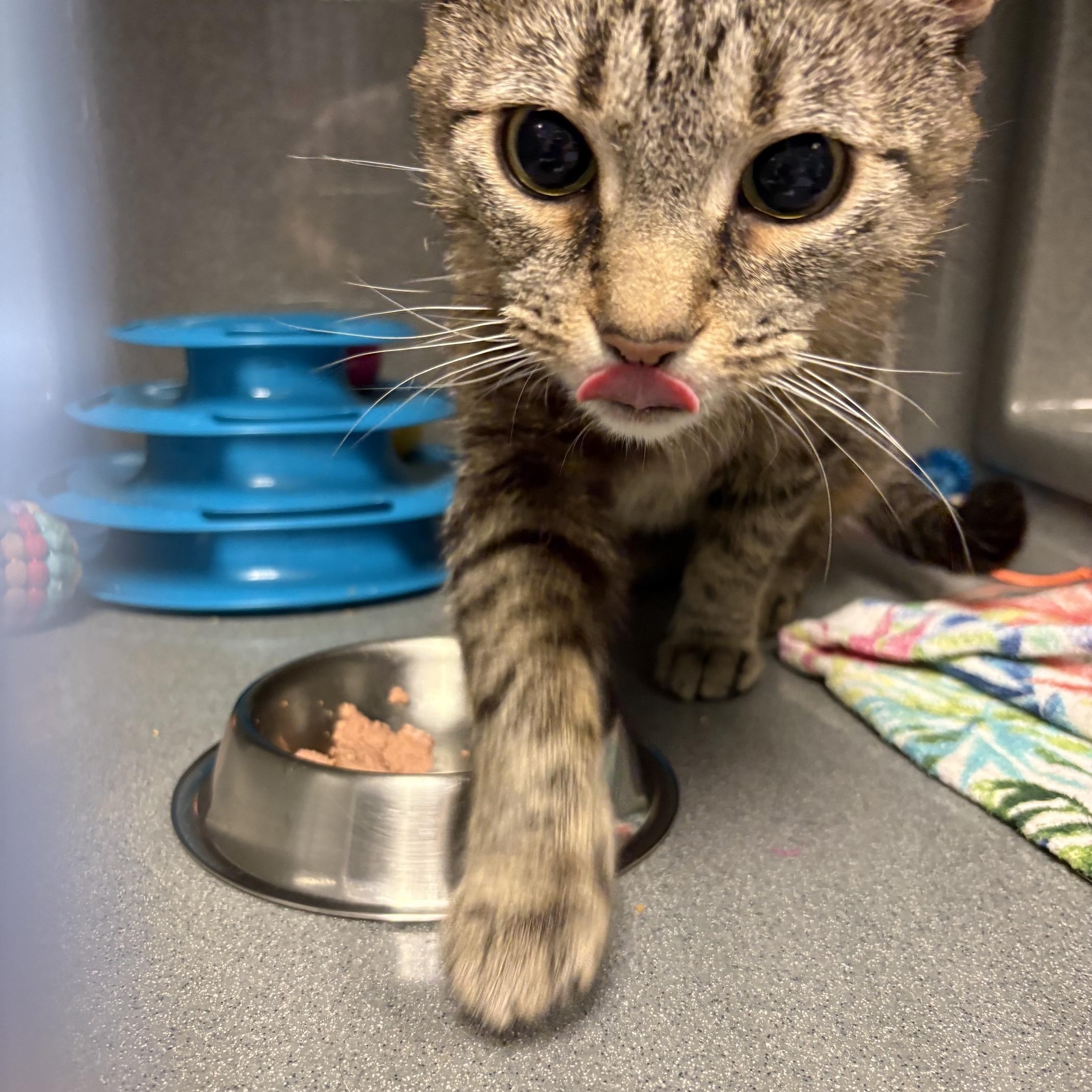Arlene, a ADOPTABLE Tabby in Oberlin, OH image 1/6